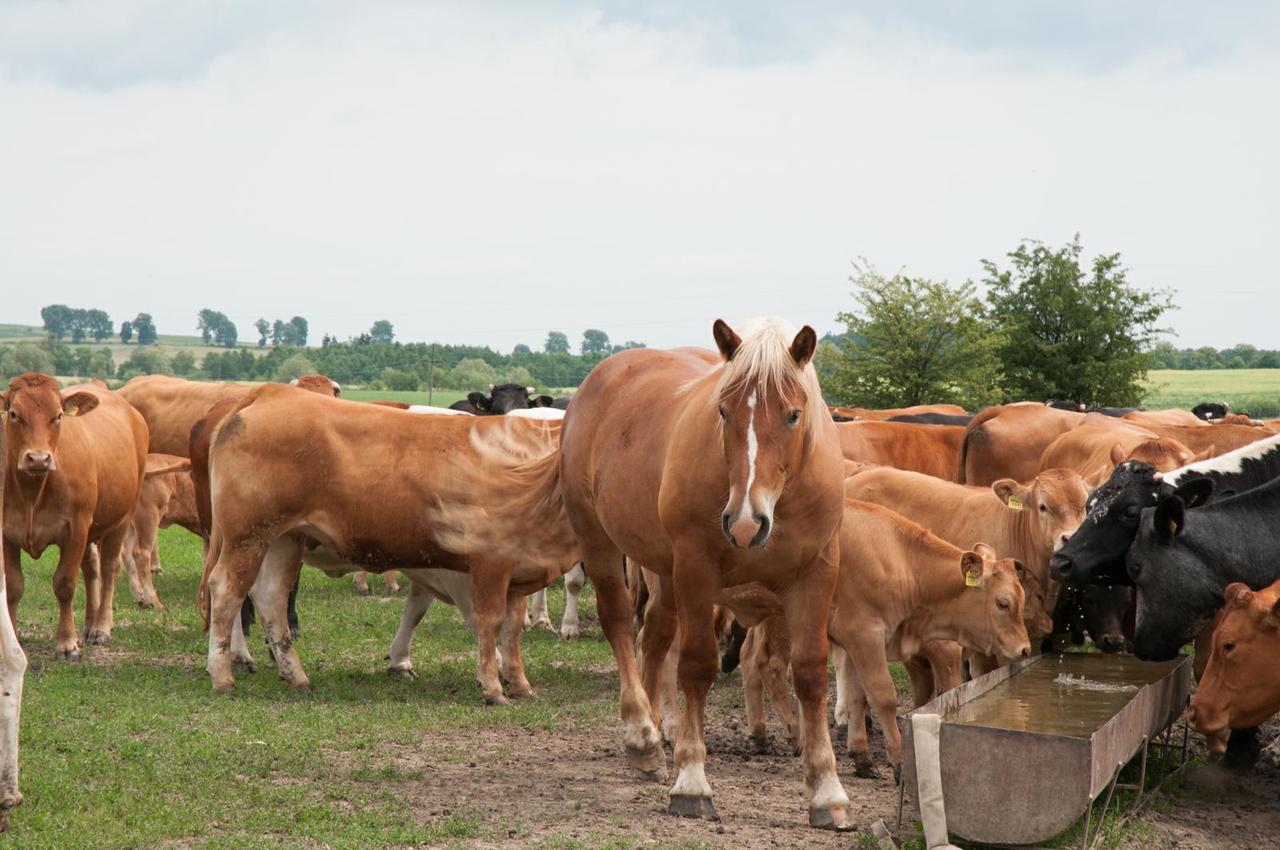 Agroturystyka Lolkowo Srokowo Extérieur photo